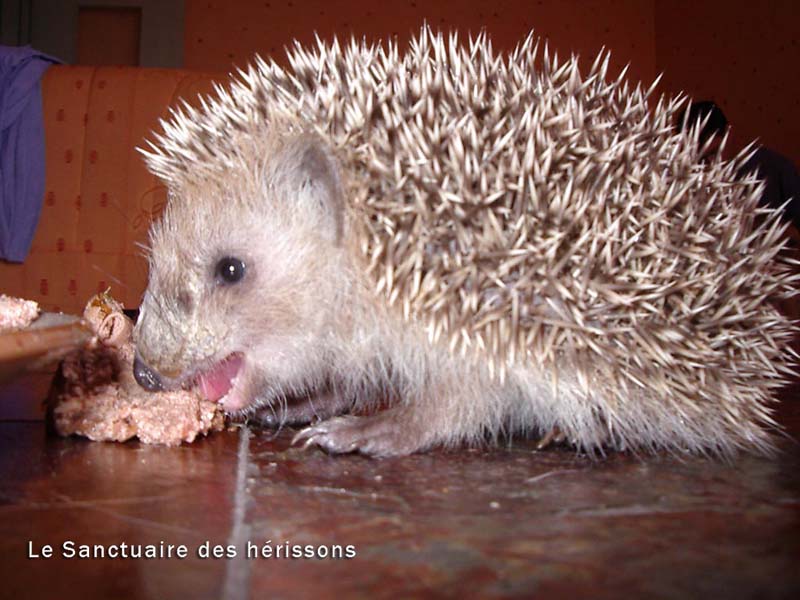 imgp1735(gaellerocco)